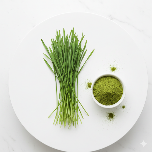 새싹보리와 새싹보리분말