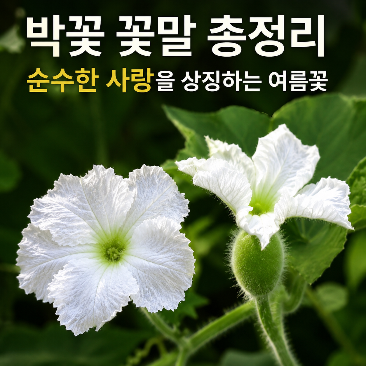 박꽃 꽃말