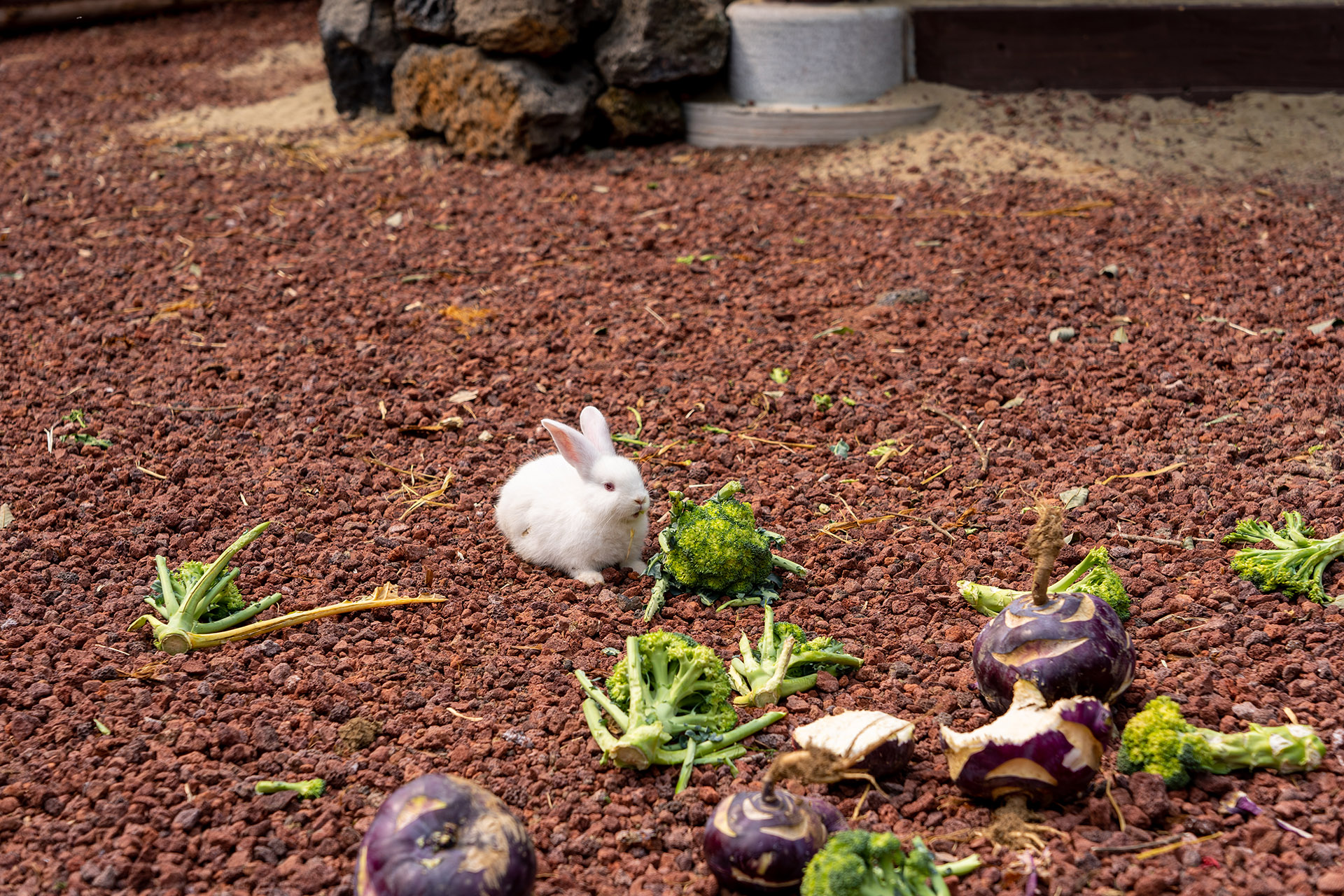 산양큰엉곶(산양곶자왈) 달구지길 토끼농장