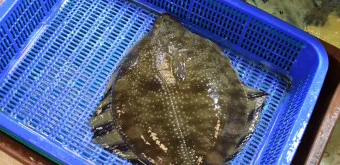 봄 도다리 제철 효능 레시피_20