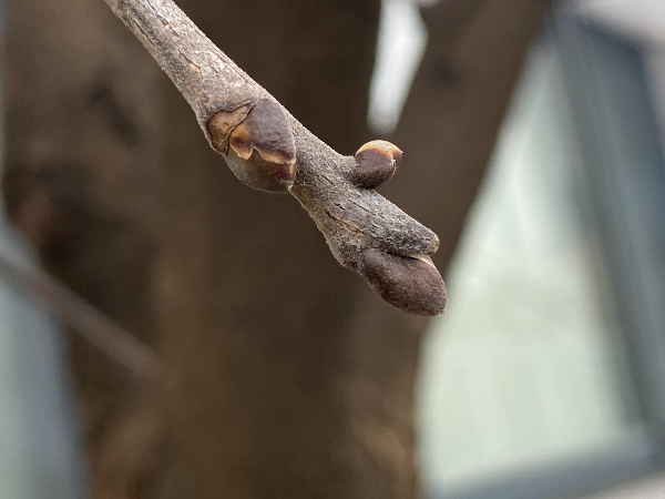 다릅나무 말발굽 모양 겨울눈