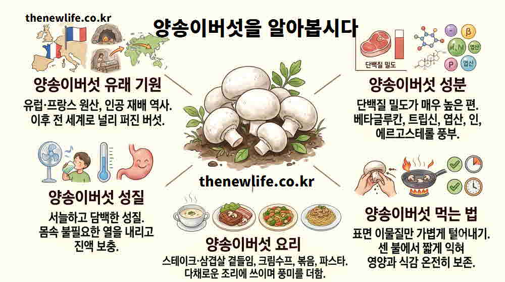 양송이버섯 효능 기본정보