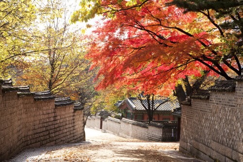 창덕궁 가을