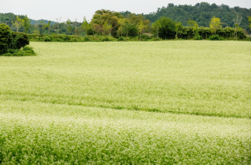 학원농장 메밀꽃1
