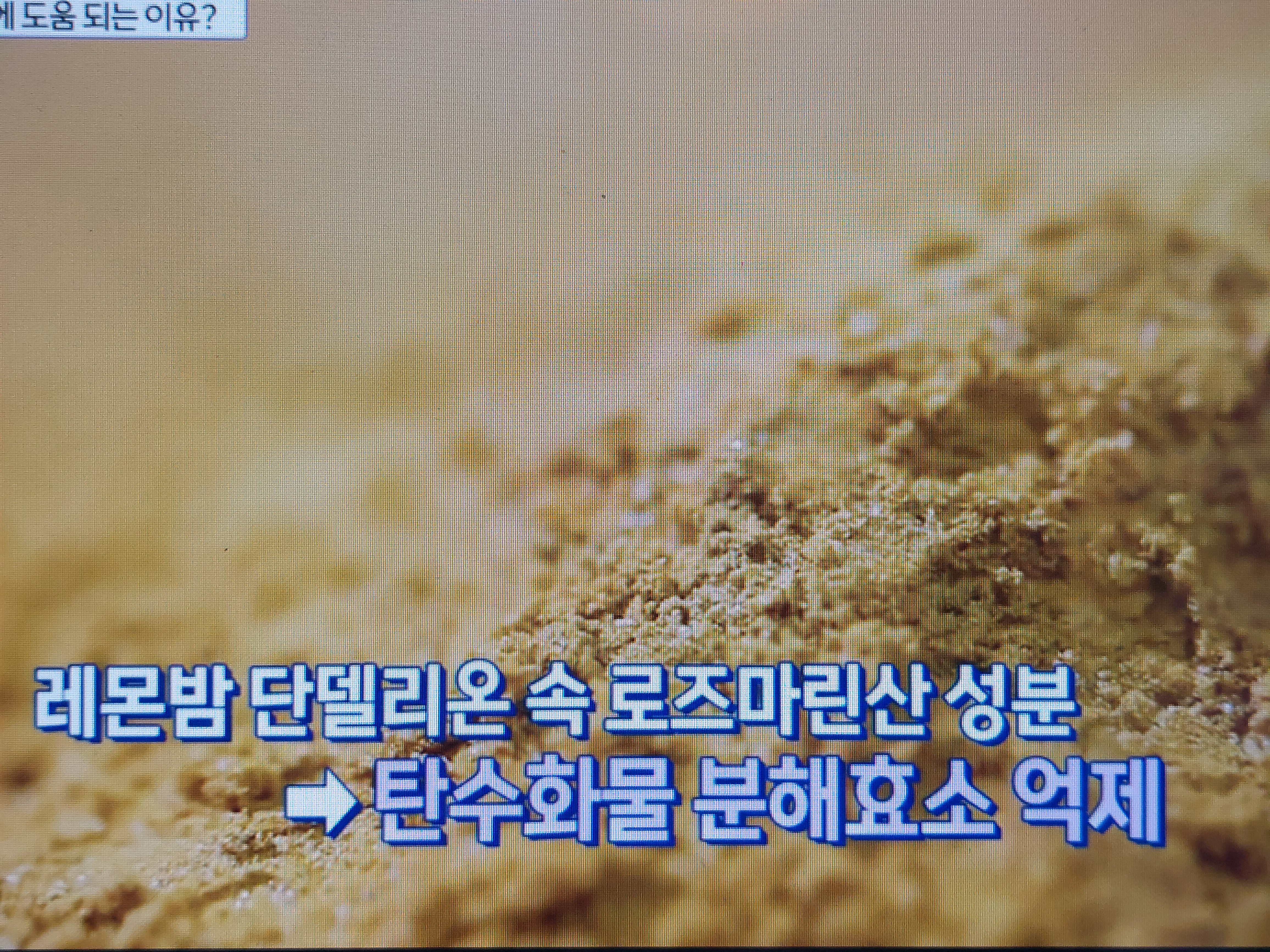 레몬밤 단델리온 효능