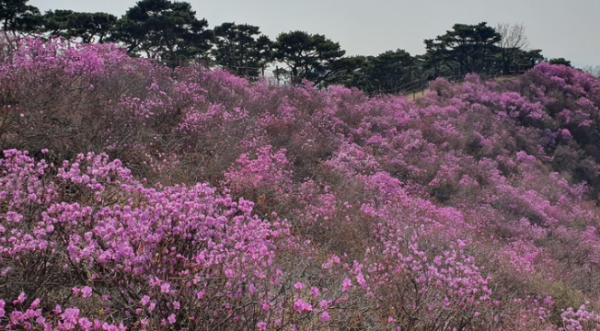 강화군 고려산 진달래 축제