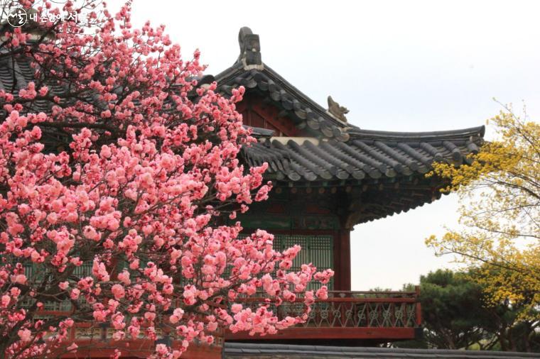 매화축제