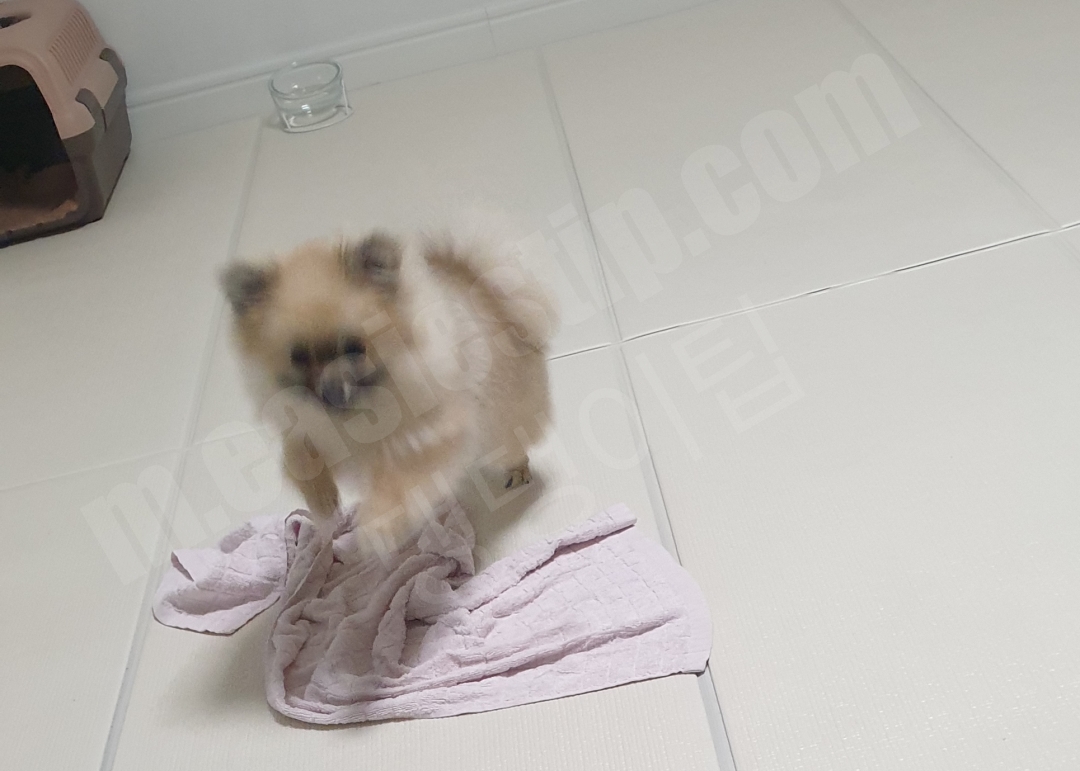 슬개골 탈구 수술 후 뛰어다니는 강아지