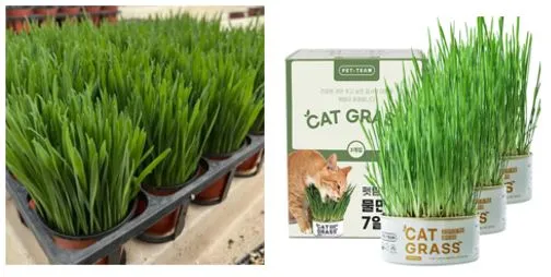 고양이-선물-추천-귀리-화분