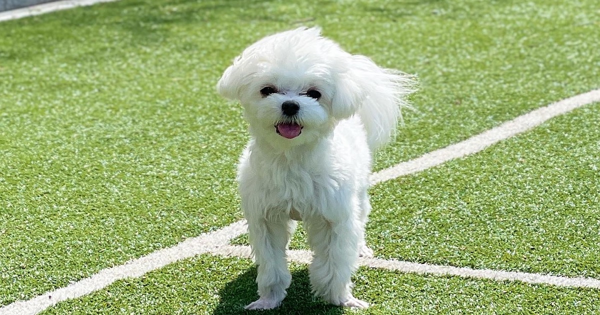 녹내장을-앓고-있는-강아지