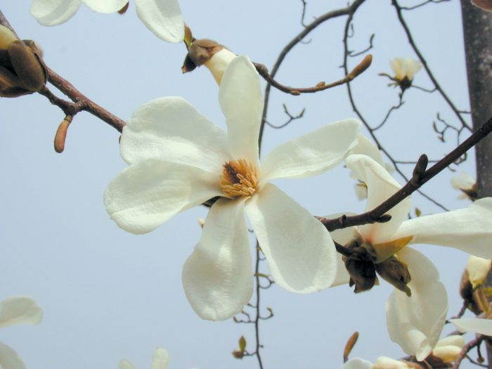 목련
