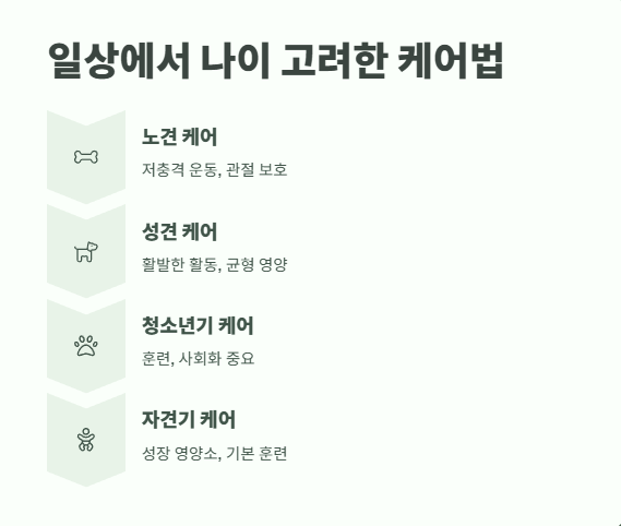 강아지 나이 계산법 완벽 정리 13