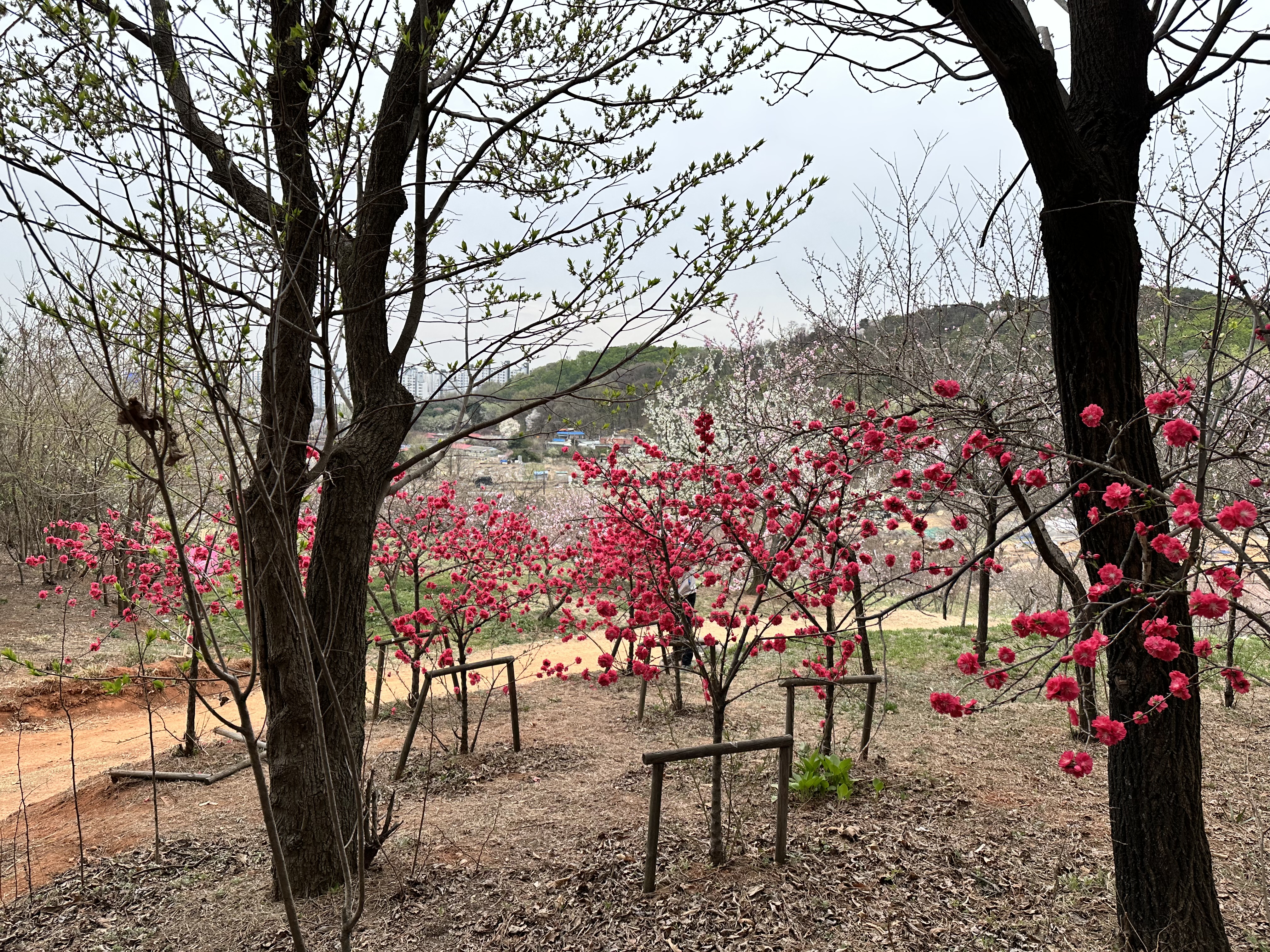 춘덕산 홍매화꽃