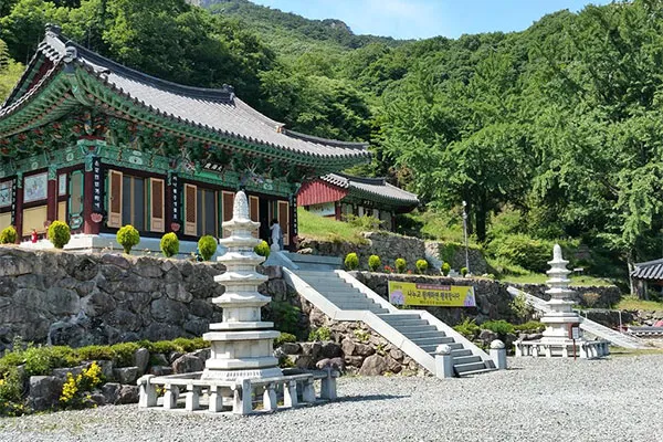 천진암 흰민들레 백양자연관찰로 괭이눈 개화_7