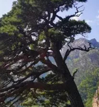 설악케이블카 요금 및 운행 알아보기