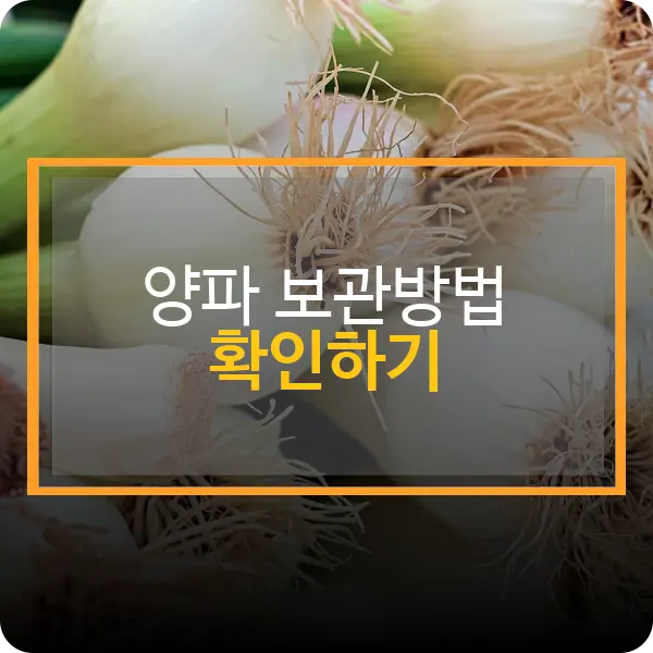 양파 보관방법