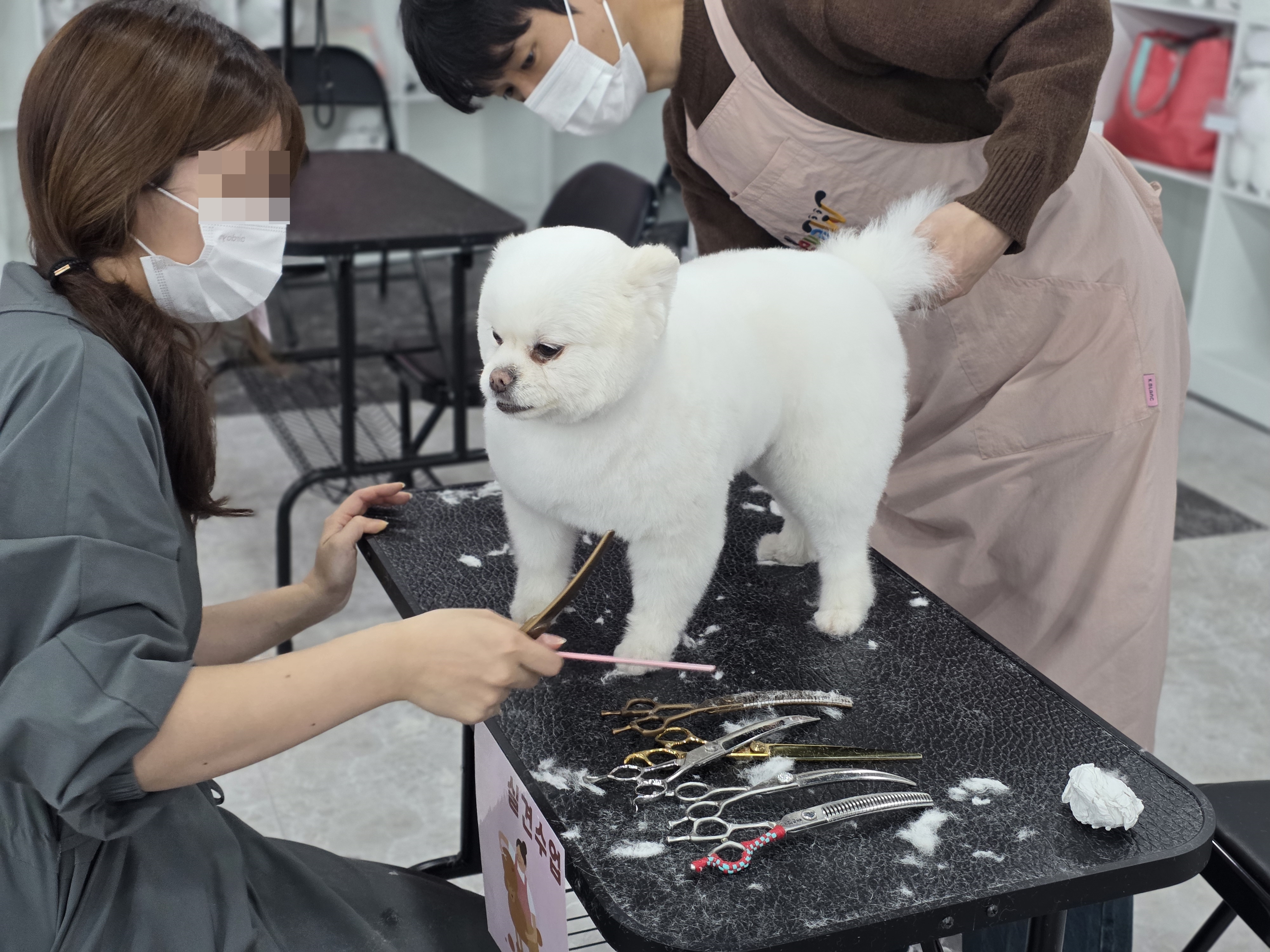 구월동애견미용학원