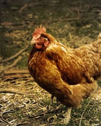 2026년 병오년 닭띠 신년운세 무료보기|무료사이트 추천 7