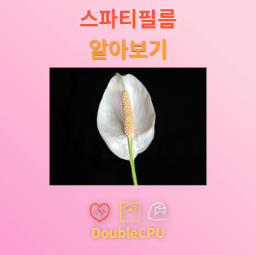 스파티필름 탐구