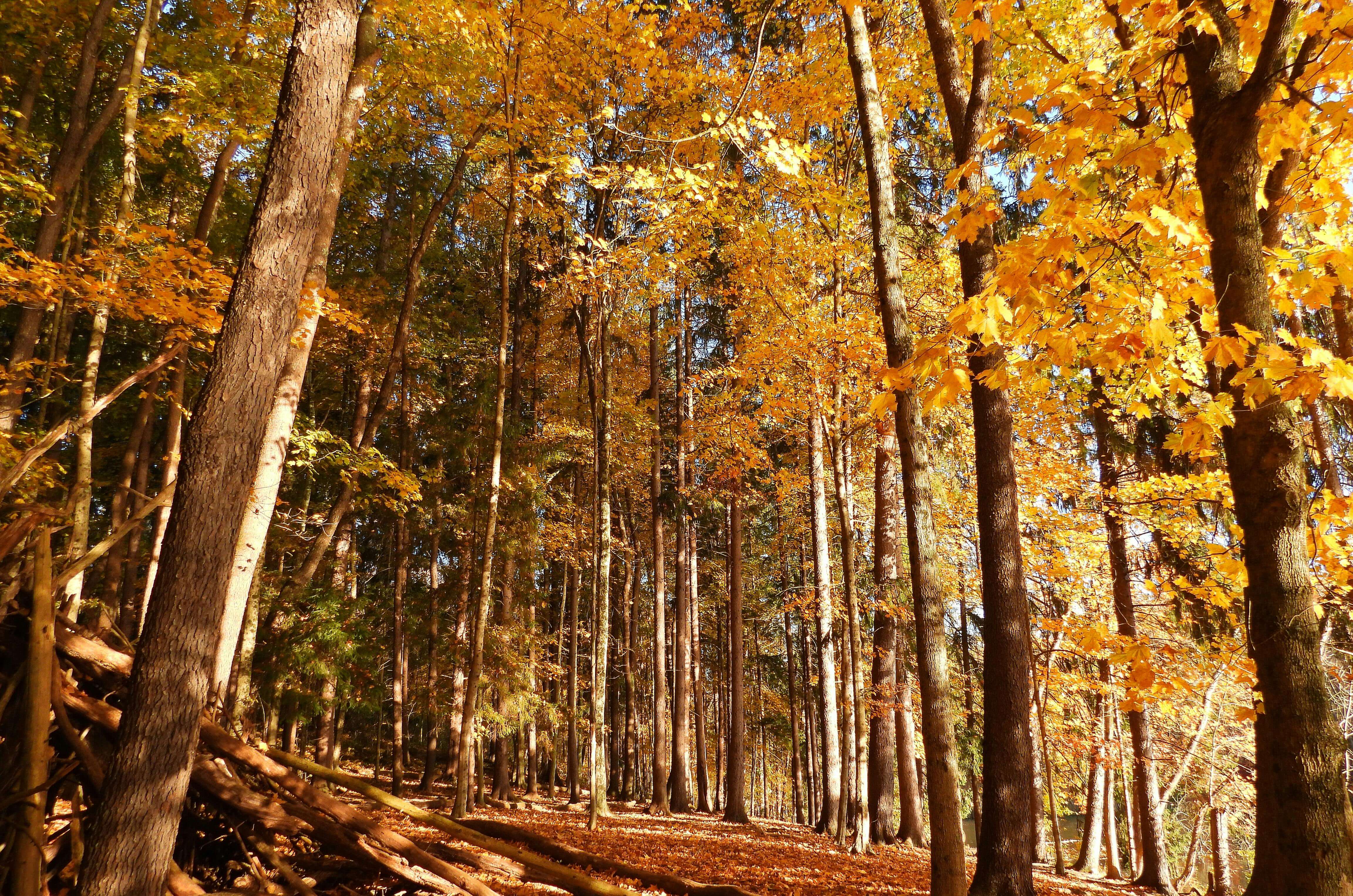에버랜드 비밀의 은행나무숲 산책 예약방법 프로그램 신청 안내