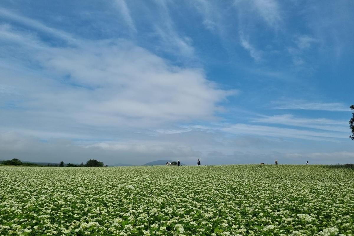 제주 보롬왓 메밀축제