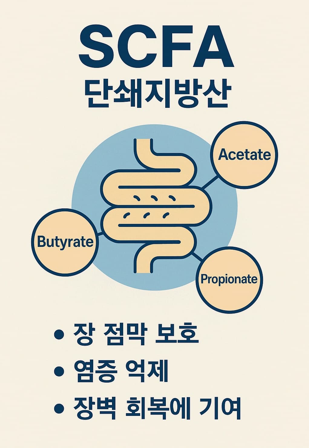 SCFA(단쇄지방산)의 종류와 기능을 정리한 인포그래픽