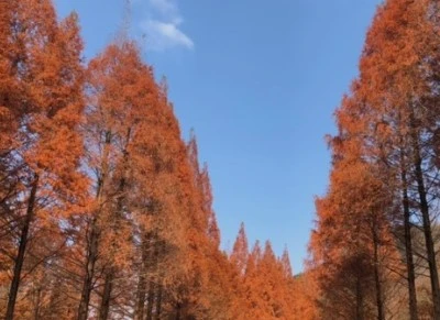숲사진2