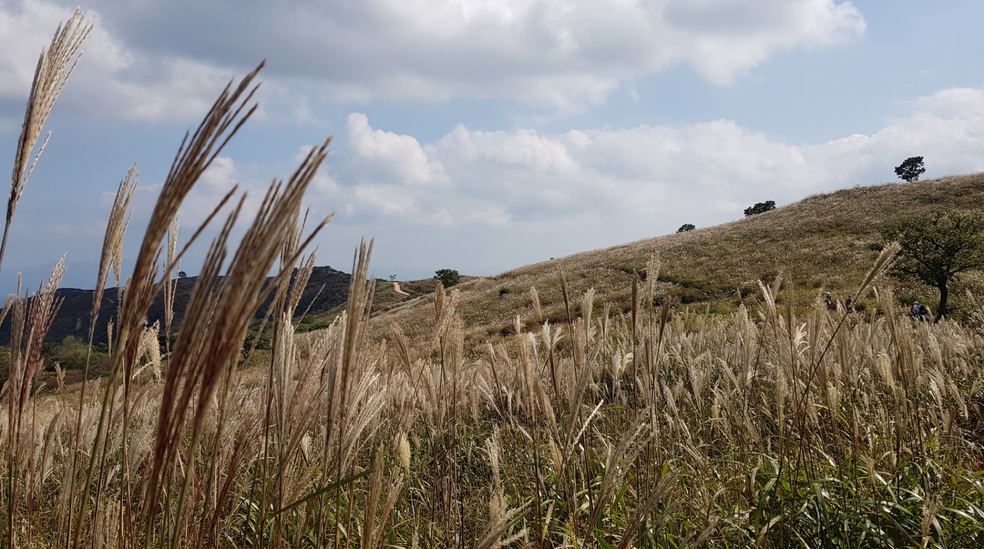 합천 황매산 모산재 억새