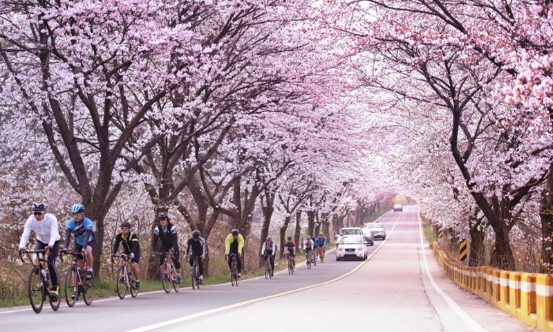 벚꽃 개화시기 2023