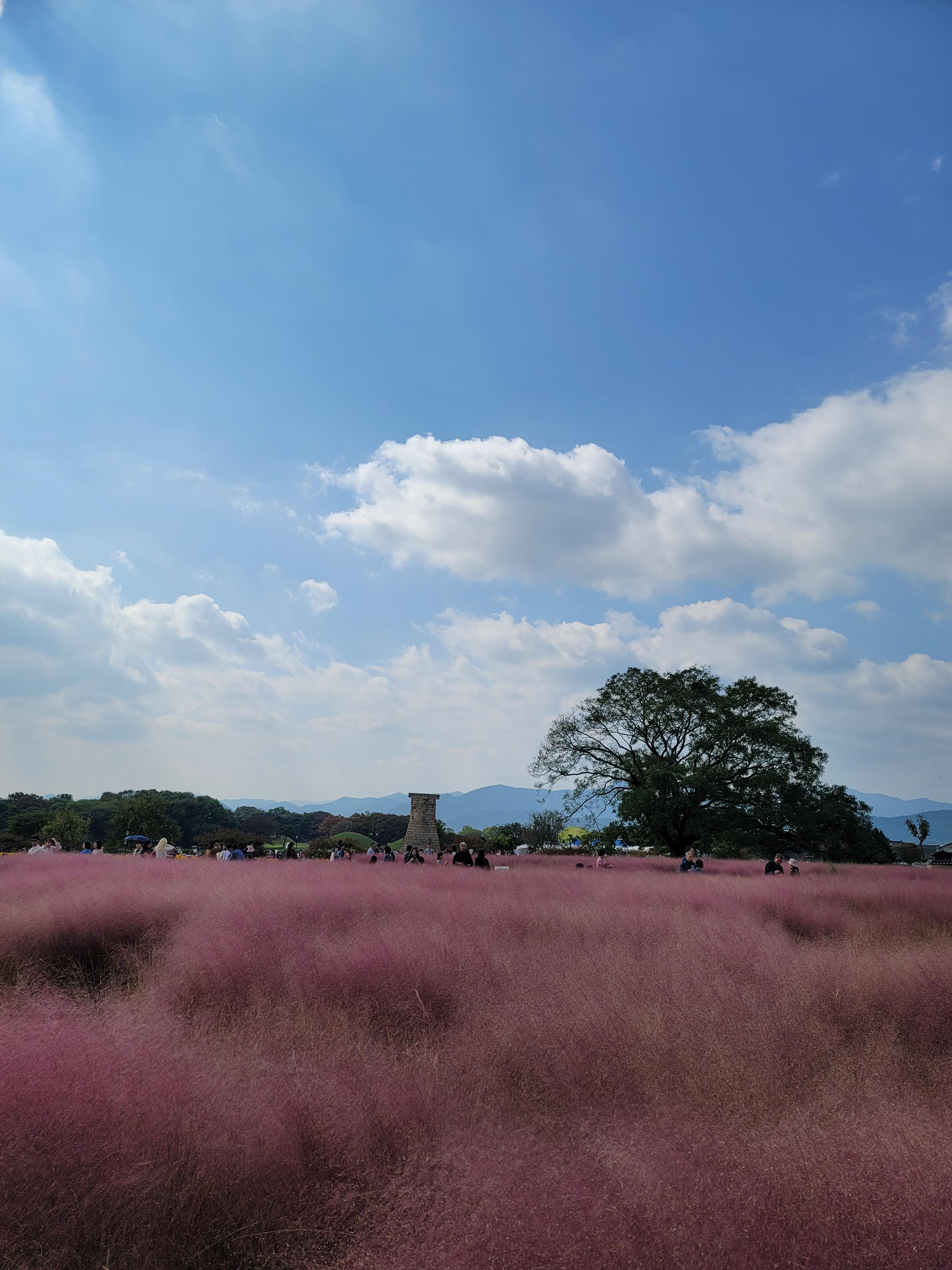 경주 첨성대 핑크뮬리 사진