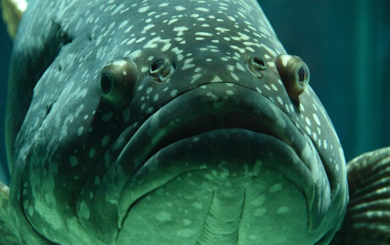 살아있는 화석: 시간을 거스른 고대 희귀 동물들의 세계