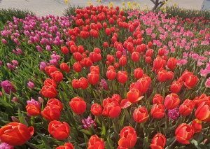 태안튤립박람회