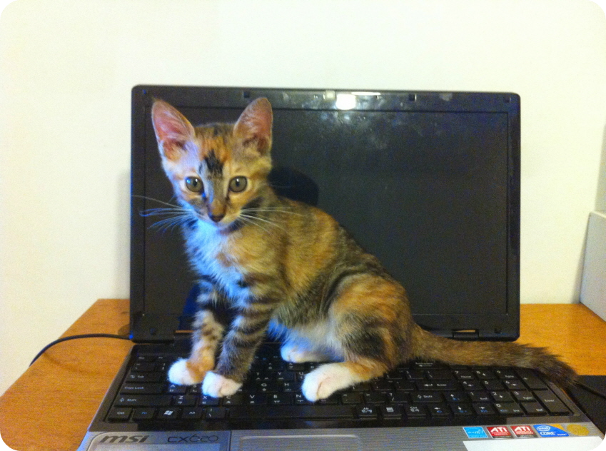 노트북에 앉은 몽빼