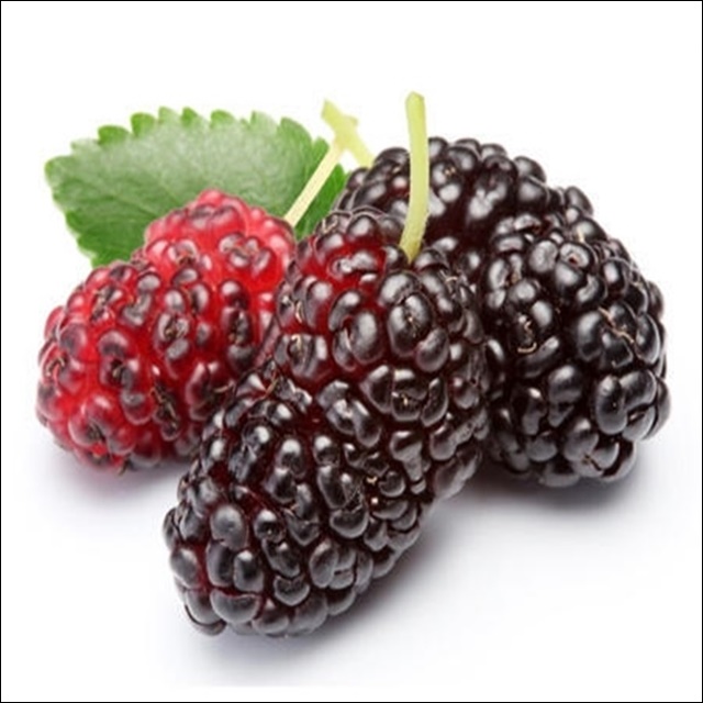 오디 먹는 법 안내