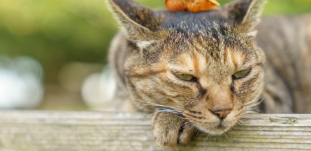 낙엽이 머리에 올라간 고양이.