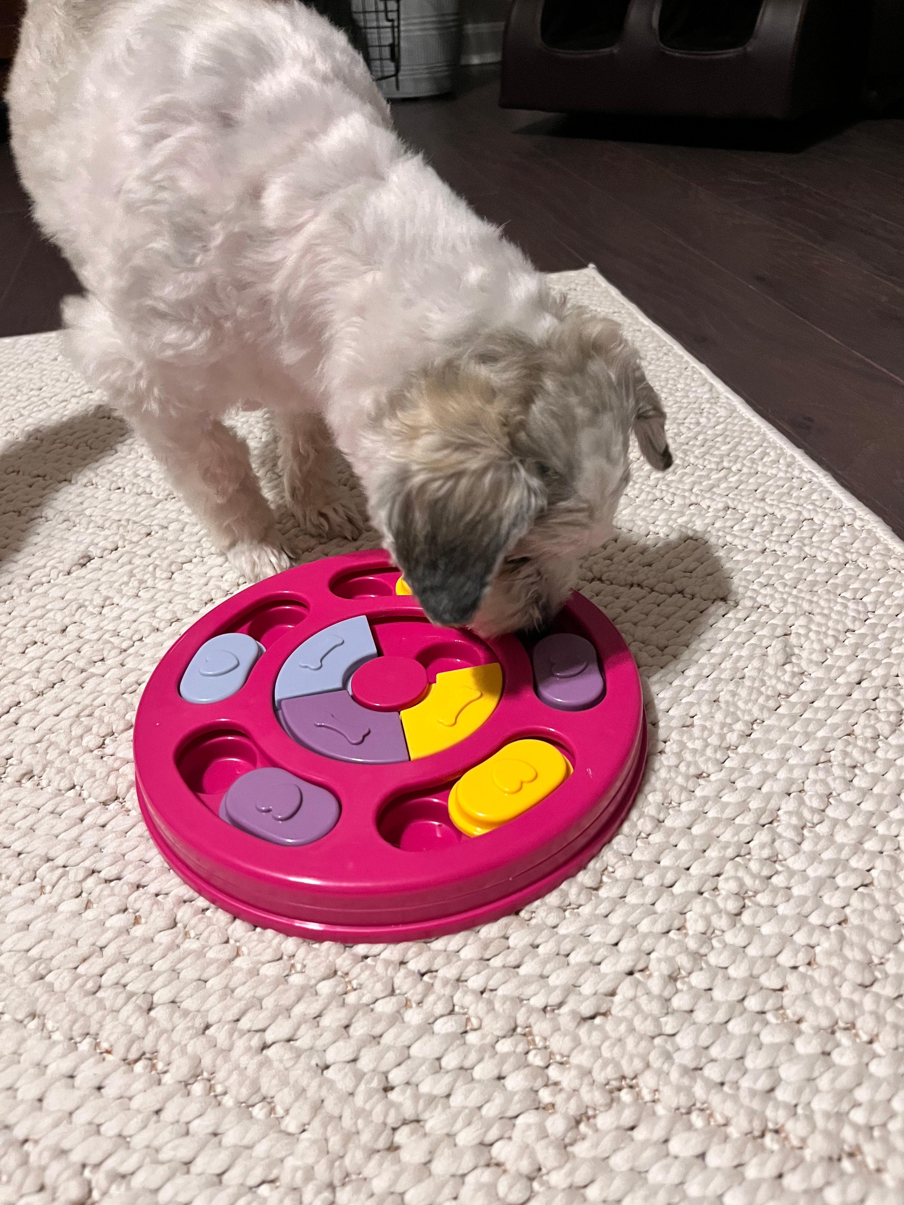 말티즈 강아지가 장난감 퍼즐에서 간식을 먹는 이미지