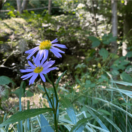 νλ΄μ² μ κ²½μ¬μ§