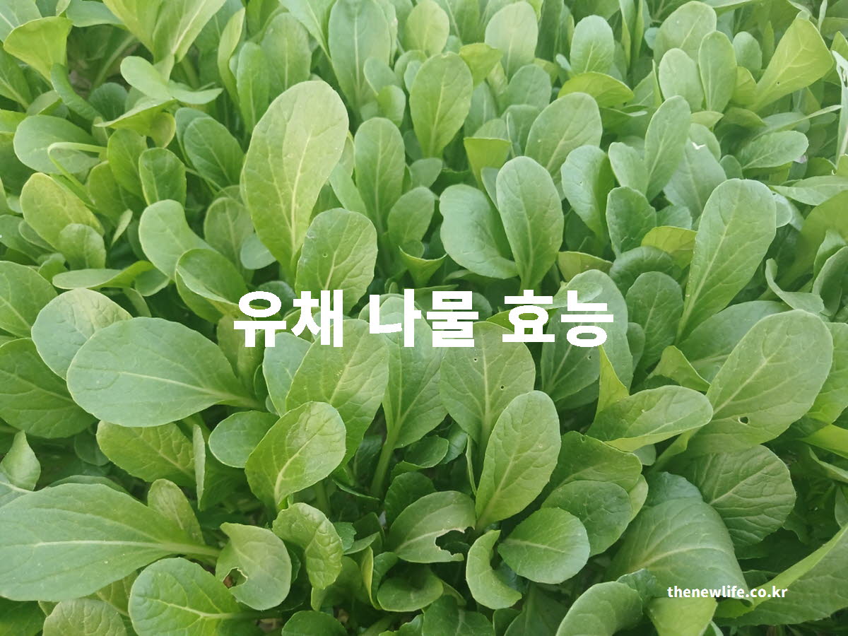 유채 나물 효능 대표 실사진