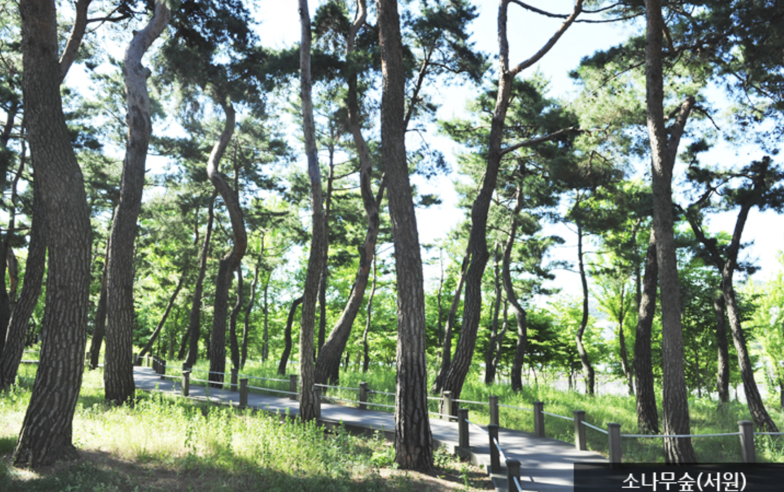 한밭수목원-소나무숲