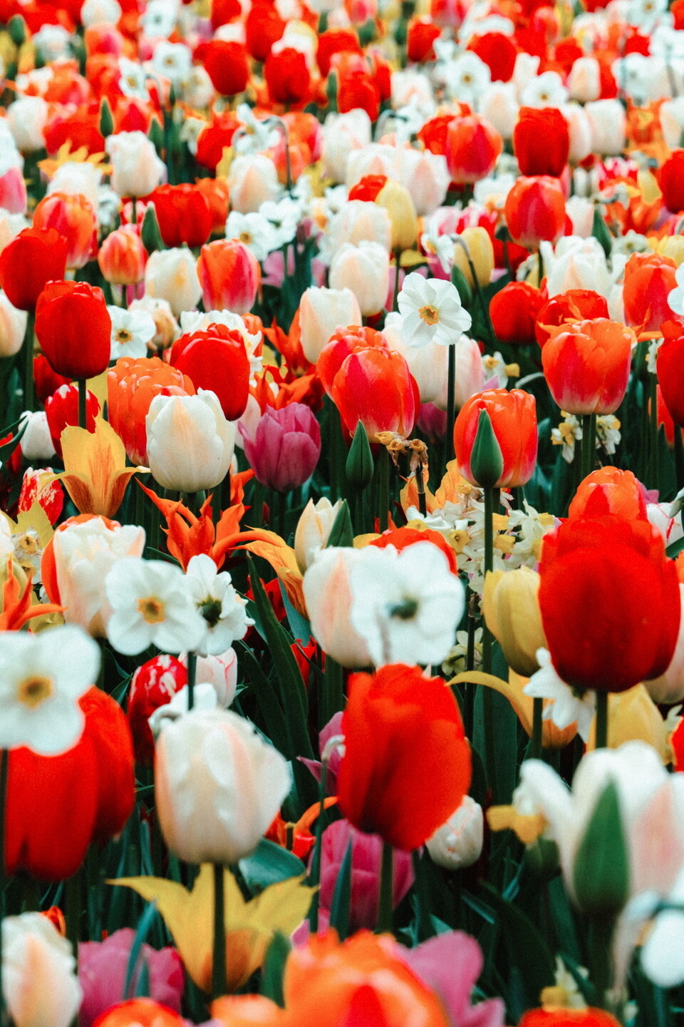 네덜란드 튤립축제