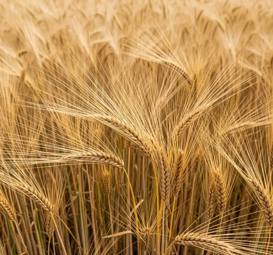 망종 인사말과 이미지