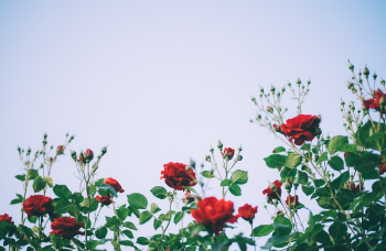 장미정원 자유 관람 3