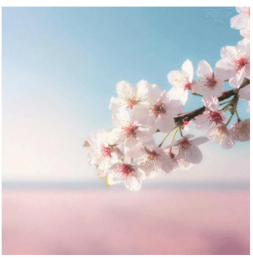 봄꽃 개화시기 2024 지역별 봄꽃축제