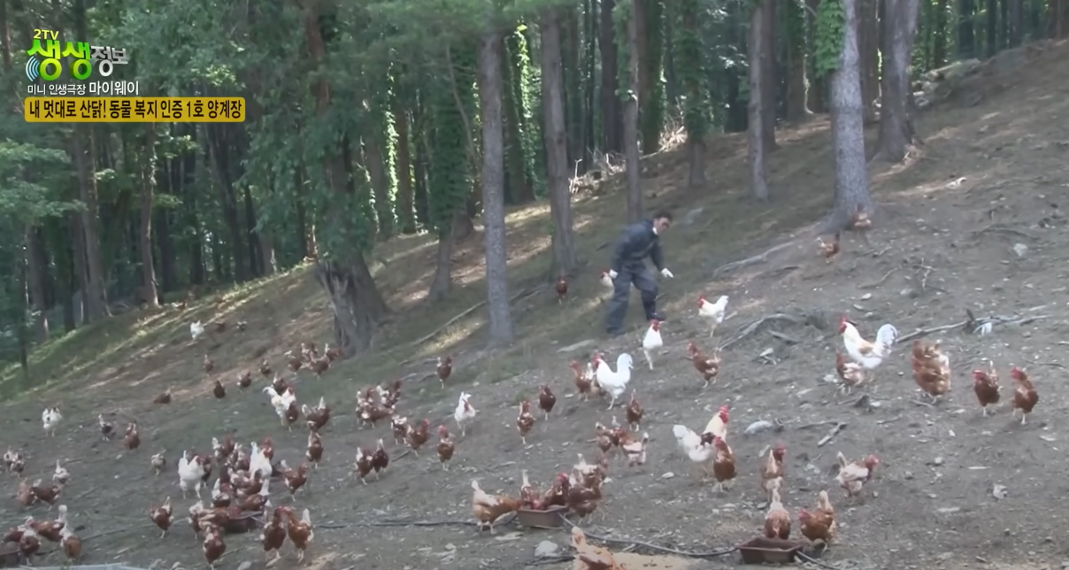 난각번호 1번 케이지 화면