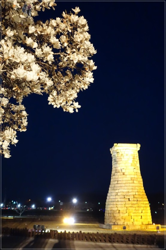 경주 벚꽃 여행 가이드 ❘ 벚꽃과 역사 여행의 만남, 보문호 & 첨성대