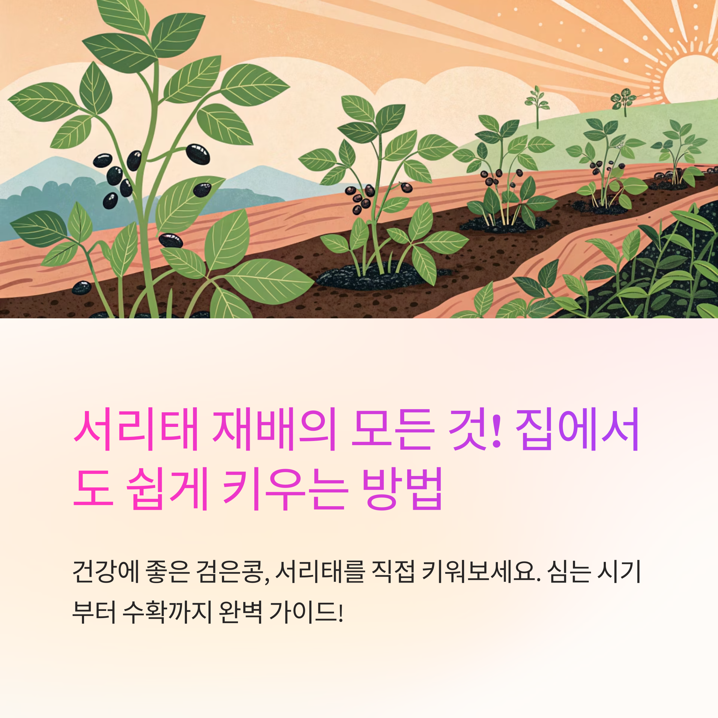 서리태 심는 시기와 방법 정리