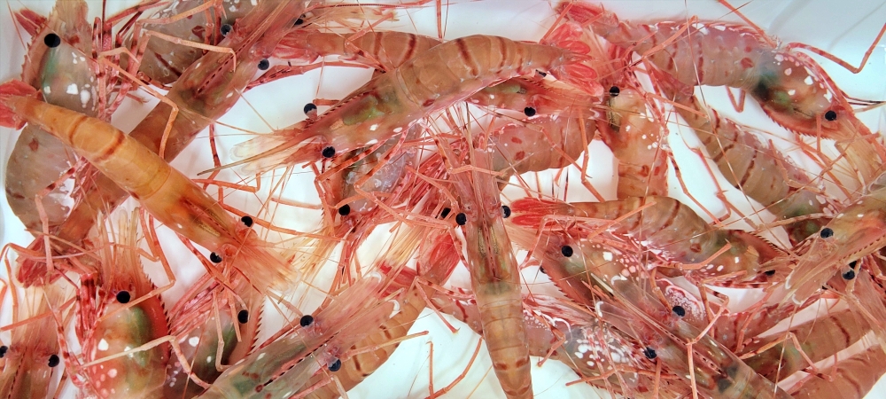 독도의 터줏대감, 도화새우 30만마리 방류