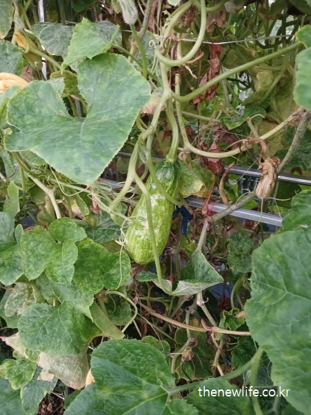 덩굴에 매달린 줄무늬 애호박-애호박 효능의 체온 조절과 수분 보충 관련된 실물 사진 (1)