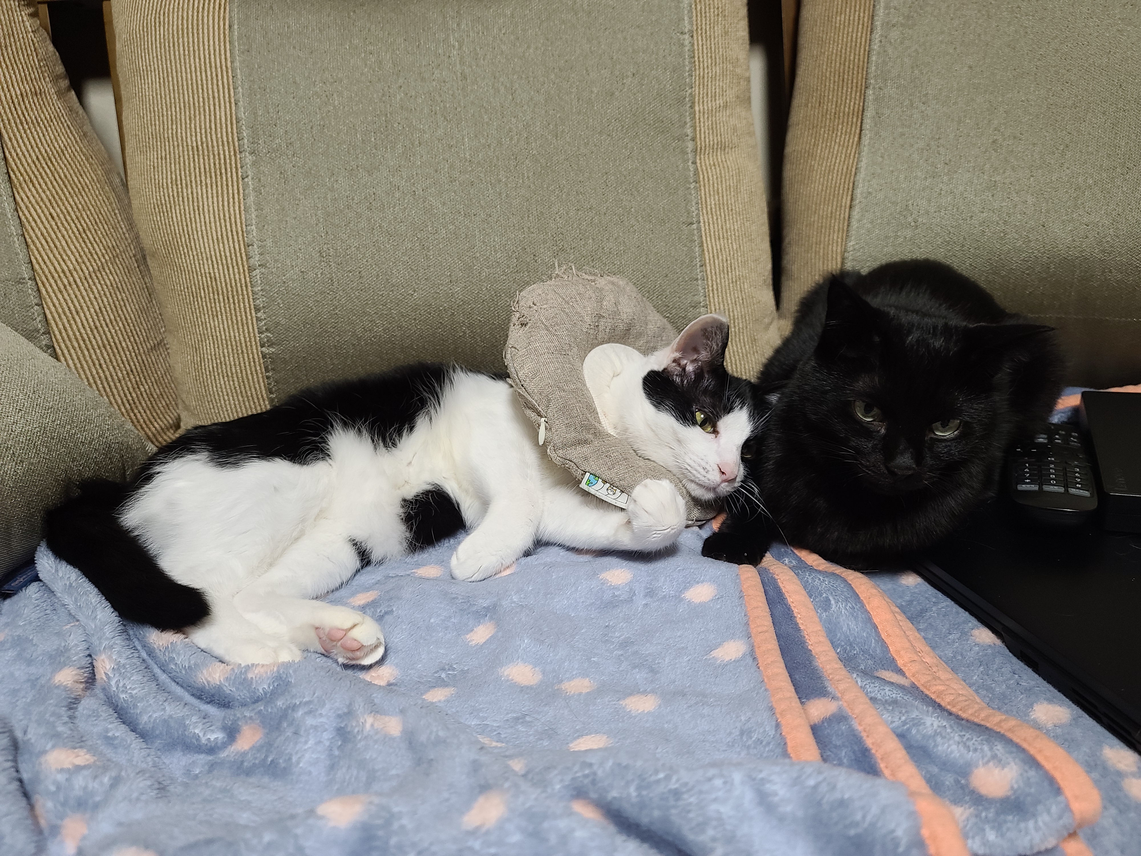 다정한 찐남매 건이랑 두리의 구조에서 현재까지의 간략한 스토리