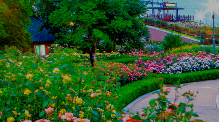 장미축제 전국 TOP5